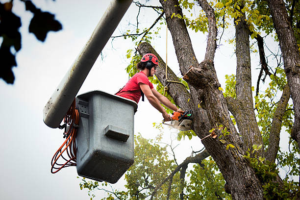 Emergency Storm Tree Removal in South Temple, PA